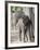 Baby Indian Elephant, Will be Trained to Carry Tourists, Bandhavgarh National Park, India-Tony Heald-Framed Photographic Print