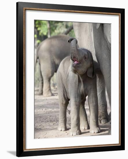 Baby Indian Elephant, Will be Trained to Carry Tourists, Bandhavgarh National Park, India-Tony Heald-Framed Photographic Print