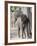 Baby Indian Elephant, Will be Trained to Carry Tourists, Bandhavgarh National Park, India-Tony Heald-Framed Photographic Print