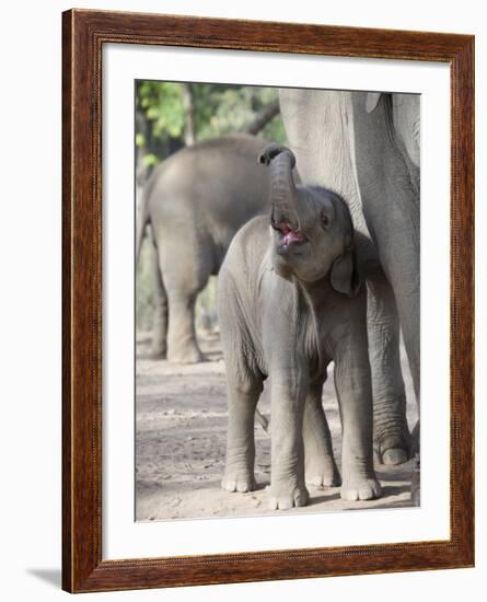 Baby Indian Elephant, Will be Trained to Carry Tourists, Bandhavgarh National Park, India-Tony Heald-Framed Photographic Print