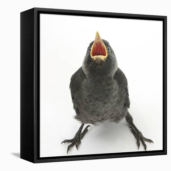 Baby Jackdaw (Corvus Monedula) Gaping to Be Fed-Mark Taylor-Framed Premier Image Canvas