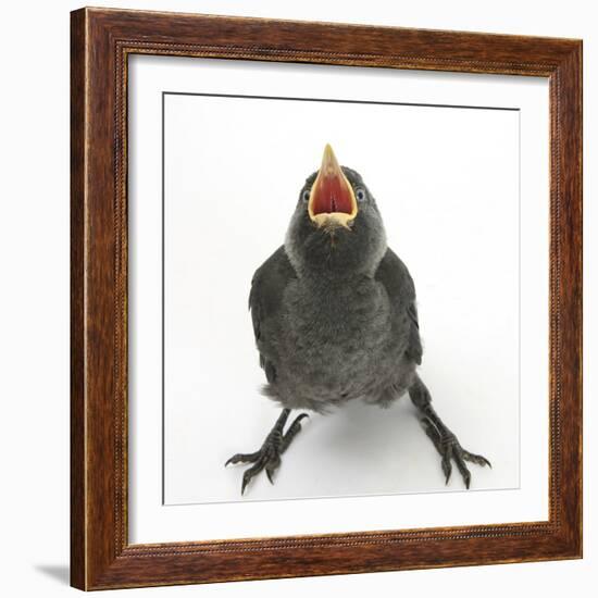 Baby Jackdaw (Corvus Monedula) Gaping to Be Fed-Mark Taylor-Framed Photographic Print