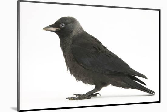 Baby Jackdaw (Corvus Monedula) Profile-Mark Taylor-Mounted Photographic Print