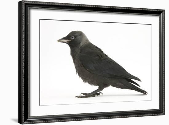 Baby Jackdaw (Corvus Monedula) Profile-Mark Taylor-Framed Photographic Print