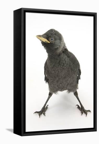 Baby Jackdaw (Corvus Monedula) with Feet Wide Apart-Mark Taylor-Framed Premier Image Canvas