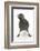 Baby Jackdaw (Corvus Monedula) with Feet Wide Apart-Mark Taylor-Framed Photographic Print