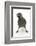 Baby Jackdaw (Corvus Monedula) with Feet Wide Apart-Mark Taylor-Framed Photographic Print