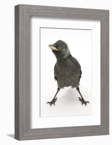 Baby Jackdaw (Corvus Monedula) with Feet Wide Apart-Mark Taylor-Framed Photographic Print