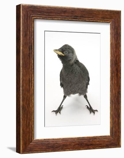 Baby Jackdaw (Corvus Monedula) with Feet Wide Apart-Mark Taylor-Framed Photographic Print