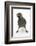 Baby Jackdaw (Corvus Monedula) with Feet Wide Apart-Mark Taylor-Framed Photographic Print