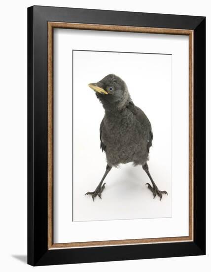 Baby Jackdaw (Corvus Monedula) with Feet Wide Apart-Mark Taylor-Framed Photographic Print