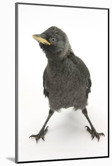 Baby Jackdaw (Corvus Monedula) with Feet Wide Apart-Mark Taylor-Mounted Photographic Print