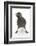 Baby Jackdaw (Corvus Monedula) with Feet Wide Apart-Mark Taylor-Framed Photographic Print