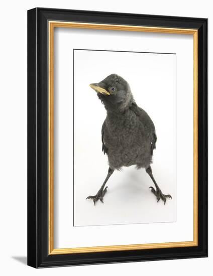 Baby Jackdaw (Corvus Monedula) with Feet Wide Apart-Mark Taylor-Framed Photographic Print