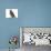 Baby Jackdaw (Corvus Monedula)-Mark Taylor-Photographic Print displayed on a wall