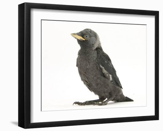 Baby Jackdaw (Corvus Monedula)-Mark Taylor-Framed Photographic Print