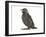 Baby Jackdaw (Corvus Monedula)-Mark Taylor-Framed Photographic Print