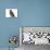 Baby Jackdaw (Corvus Monedula)-Mark Taylor-Mounted Photographic Print displayed on a wall