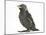 Baby Jackdaw (Corvus Monedula)-Mark Taylor-Mounted Photographic Print