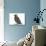 Baby Jackdaw (Corvus Monedula)-Mark Taylor-Photographic Print displayed on a wall