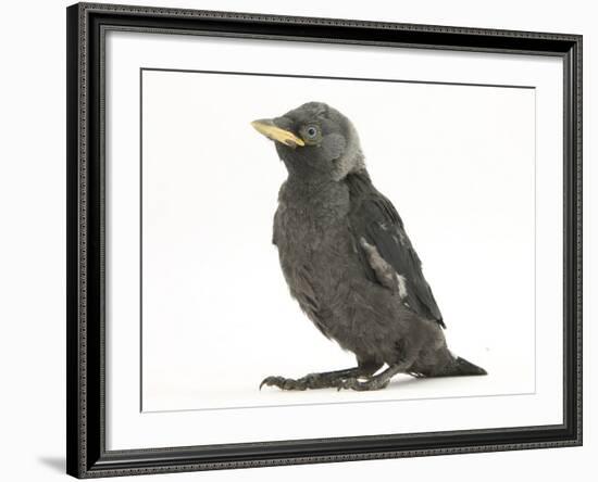 Baby Jackdaw (Corvus Monedula)-Mark Taylor-Framed Photographic Print