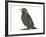 Baby Jackdaw (Corvus Monedula)-Mark Taylor-Framed Photographic Print