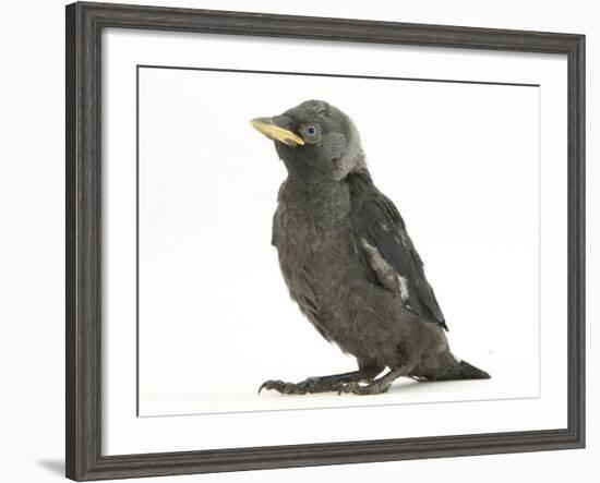 Baby Jackdaw (Corvus Monedula)-Mark Taylor-Framed Photographic Print