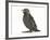 Baby Jackdaw (Corvus Monedula)-Mark Taylor-Framed Photographic Print