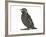 Baby Jackdaw (Corvus Monedula)-Mark Taylor-Framed Photographic Print