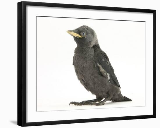 Baby Jackdaw (Corvus Monedula)-Mark Taylor-Framed Photographic Print