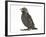 Baby Jackdaw (Corvus Monedula)-Mark Taylor-Framed Photographic Print