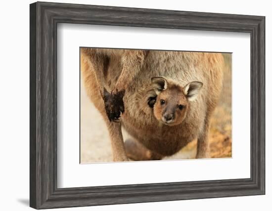 Baby Kangaroo-Joey-in Pouch--Framed Art Print