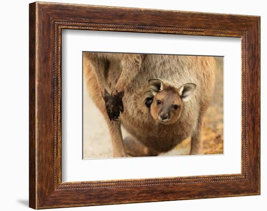 Baby Kangaroo-Joey-in Pouch-null-Framed Art Print