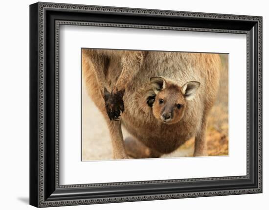 Baby Kangaroo-Joey-in Pouch-null-Framed Art Print