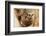 Baby Kangaroo-Joey-in Pouch-null-Framed Art Print