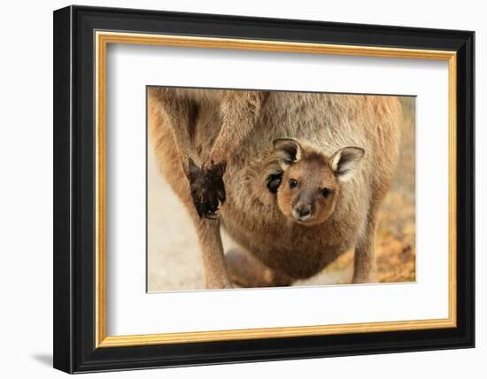 Baby Kangaroo-Joey-in Pouch-null-Framed Art Print