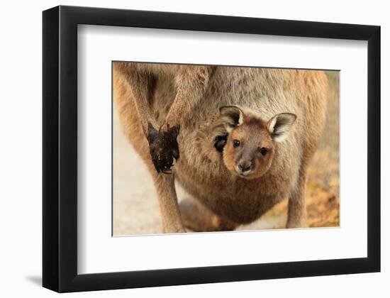 Baby Kangaroo-Joey-in Pouch-null-Framed Art Print