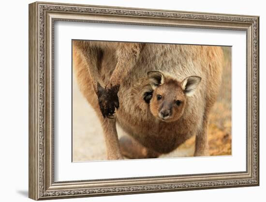 Baby Kangaroo-Joey-in Pouch-null-Framed Art Print