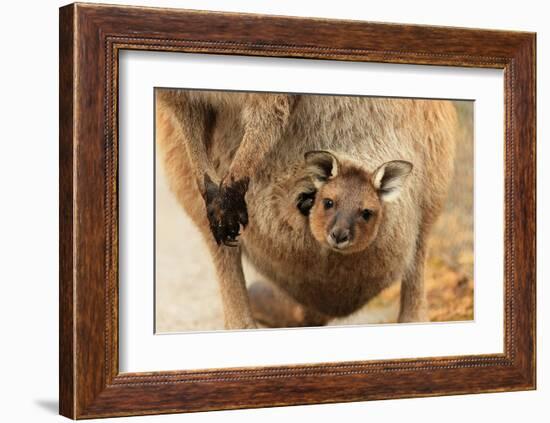 Baby Kangaroo-Joey-in Pouch-null-Framed Art Print