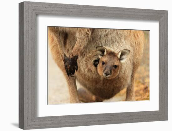 Baby Kangaroo-Joey-in Pouch-null-Framed Art Print