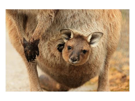 kangaroo with joey in pouch