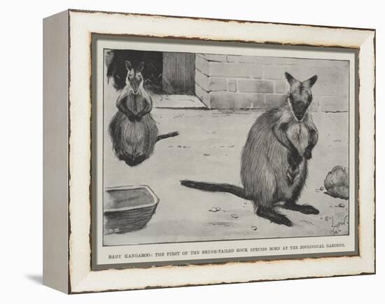 Baby Kangaroo, the First of the Brush-Tailed Rock Species Born at the Zoological Gardens-Cecil Aldin-Framed Premier Image Canvas