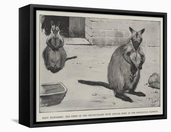 Baby Kangaroo, the First of the Brush-Tailed Rock Species Born at the Zoological Gardens-Cecil Aldin-Framed Premier Image Canvas