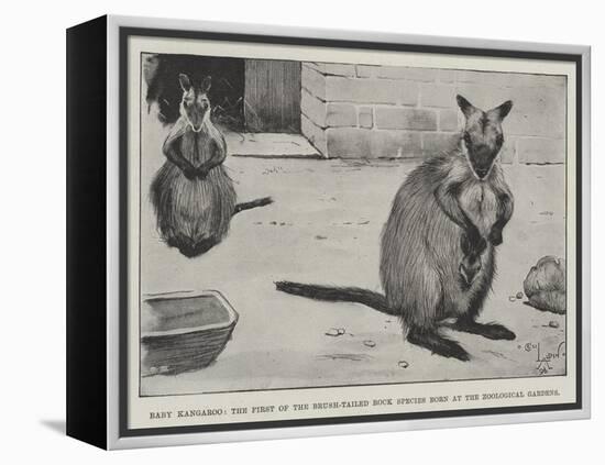 Baby Kangaroo, the First of the Brush-Tailed Rock Species Born at the Zoological Gardens-Cecil Aldin-Framed Premier Image Canvas