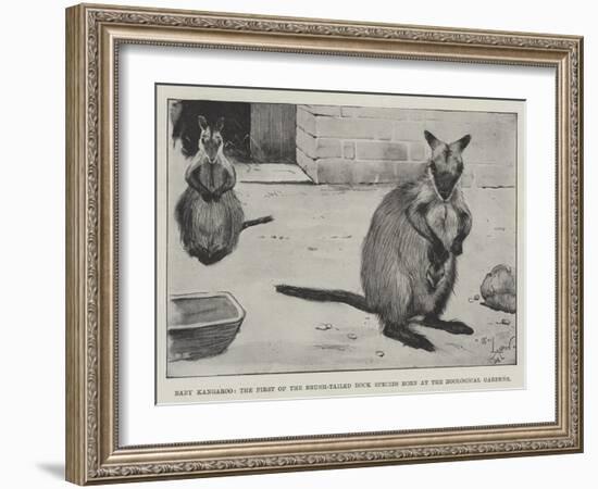 Baby Kangaroo, the First of the Brush-Tailed Rock Species Born at the Zoological Gardens-Cecil Aldin-Framed Giclee Print