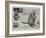 Baby Kangaroo, the First of the Brush-Tailed Rock Species Born at the Zoological Gardens-Cecil Aldin-Framed Giclee Print