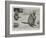 Baby Kangaroo, the First of the Brush-Tailed Rock Species Born at the Zoological Gardens-Cecil Aldin-Framed Giclee Print