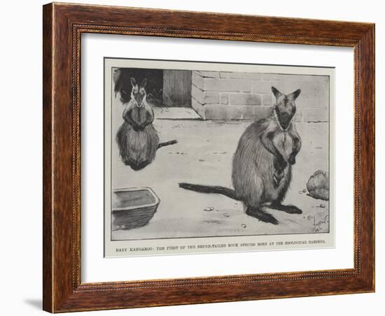 Baby Kangaroo, the First of the Brush-Tailed Rock Species Born at the Zoological Gardens-Cecil Aldin-Framed Giclee Print