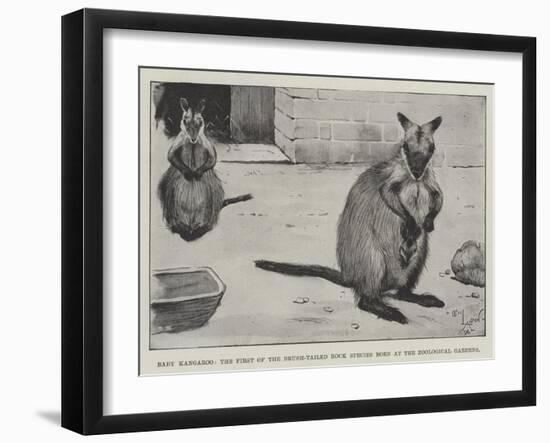 Baby Kangaroo, the First of the Brush-Tailed Rock Species Born at the Zoological Gardens-Cecil Aldin-Framed Giclee Print