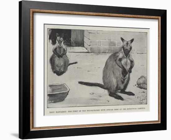 Baby Kangaroo, the First of the Brush-Tailed Rock Species Born at the Zoological Gardens-Cecil Aldin-Framed Giclee Print